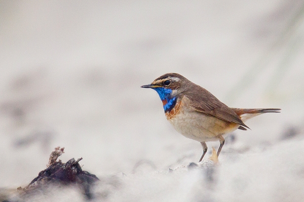 Red Spotted Bluethroat 2. May '19.