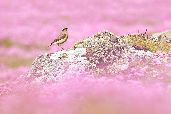 Northern Wheatear in thrift. May '19.