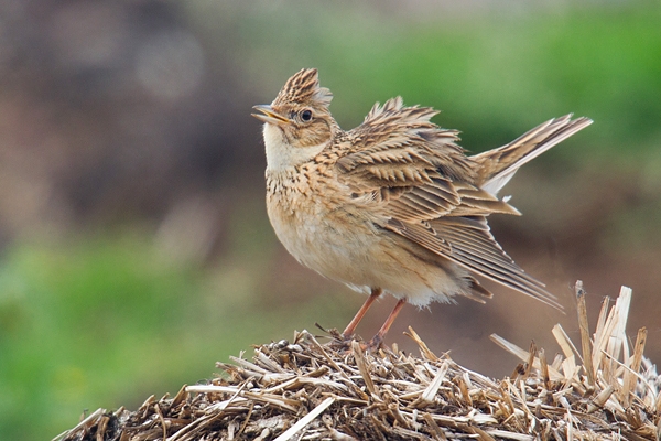 Aggressive Skylark. May '19.