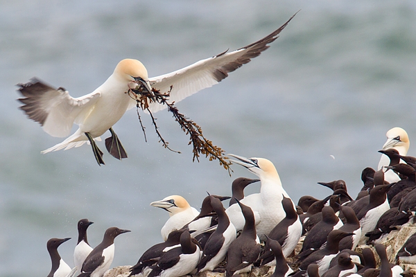 Gannet landing with nest material. May '19.