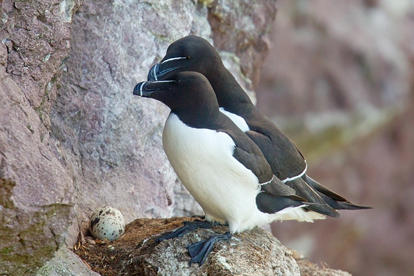 2 Razorbills and egg. May '19.