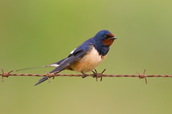 Swallow on barbed wire. May '19.