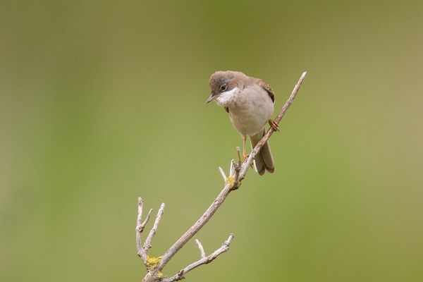 Whitethroat. May '19.