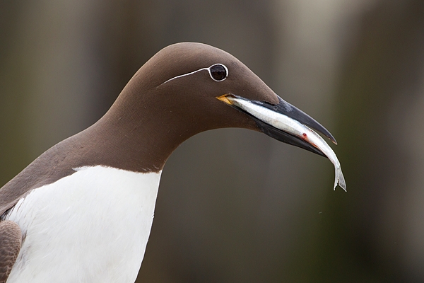 Bridled Guillemot with fish. June '19.