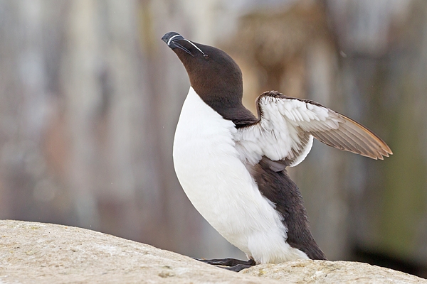 Razorbill. June '19.