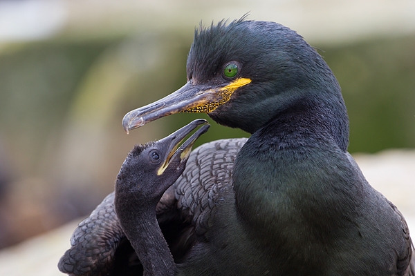 Shag and youngster. June '19.