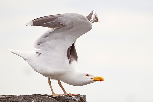 Great BB Gull. June '19.