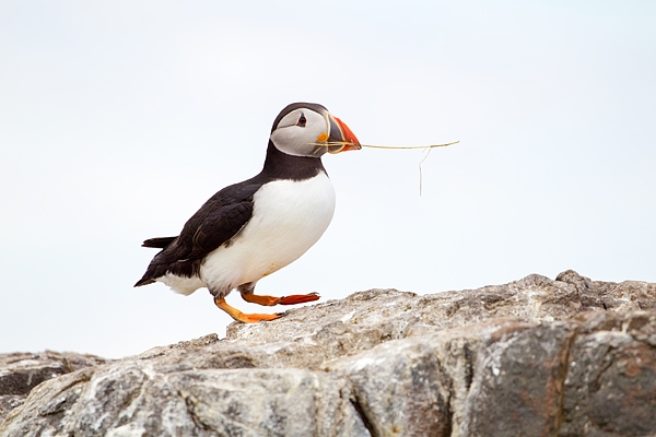 Puffin carrying grass. June '19.