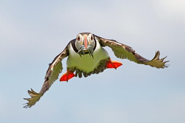 Puffin coming in with sand eels 1. June '19.