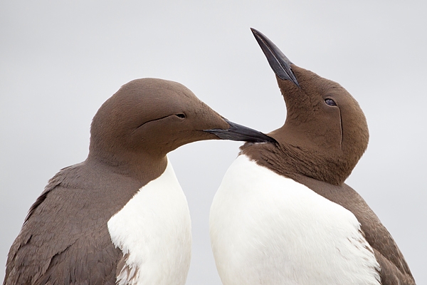 2 Guillemots grooming. June '19.