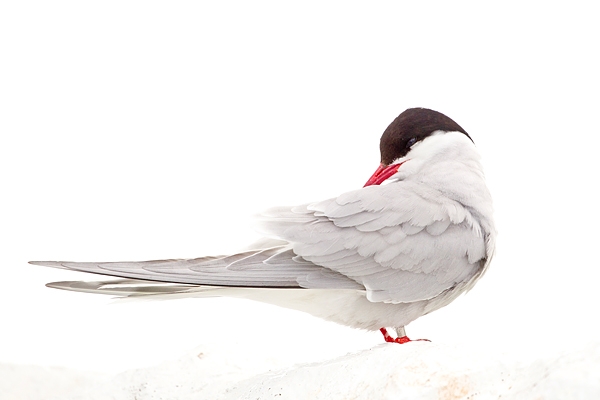 High key Arctic Tern. June '19.