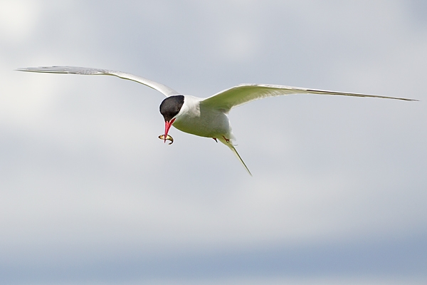 Arctic Tern with fish. June '19.