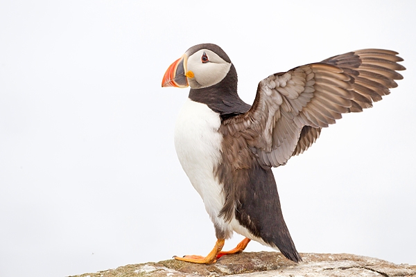 Puffin with upstretched wings. June '19.