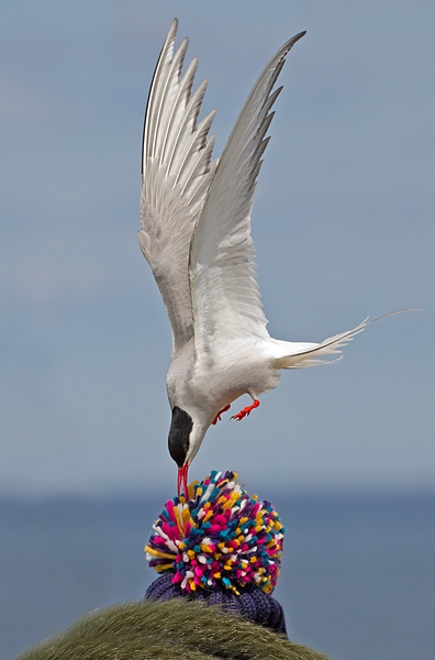 Arctic Tern and bobble hat. June '19.