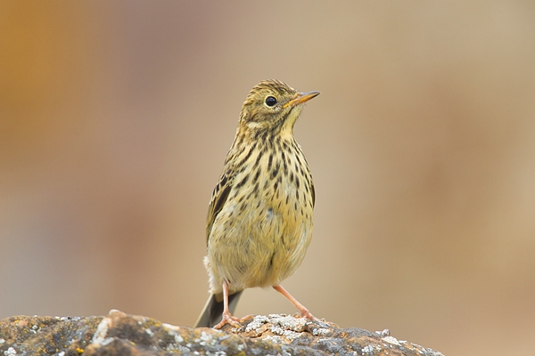 Meadow Pipit on wall. June '19.