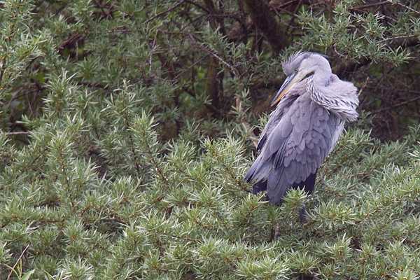 Juvenile Heron in tree. May '19.