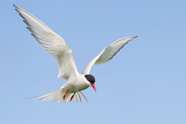 Arctic Tern, June '19.