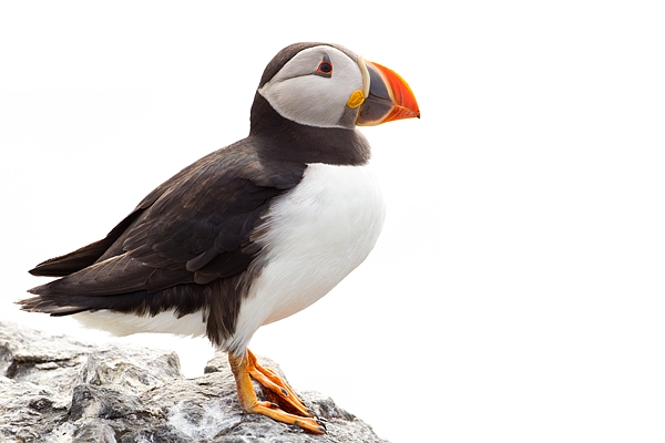 Puffin stood on rock. June '19.