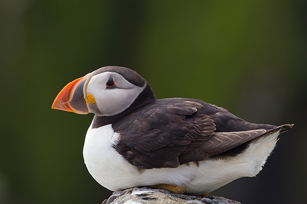 Puffin sat on rock. June '19.