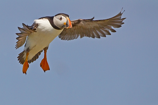 Puffin coming in to land 1. June '19.