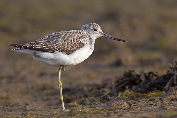 Greenshank at rest on sand. Sept '19.