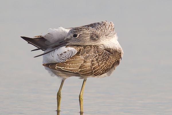 Greenshank preening 1. Sept. '19.