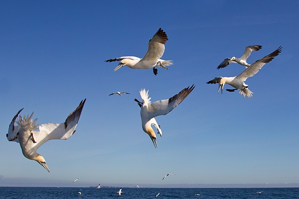 Northern Gannets 1. Sept. '19.