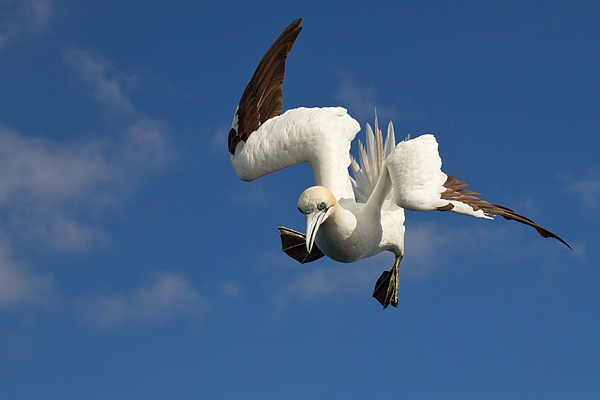 Northern Gannet 8. Sept. '19.