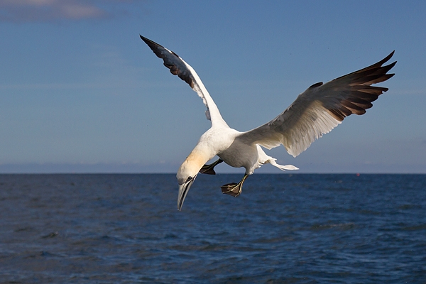 Northern Gannet 7. Sept. '19.