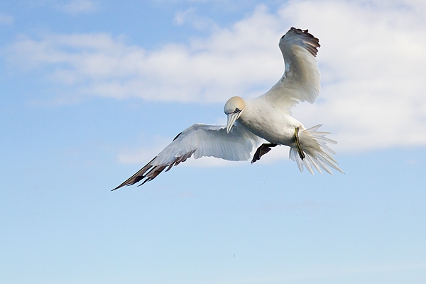 Northern Gannet 4. Sept. '19.