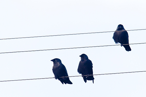 Jackdaws musical scale. Oct. '19.