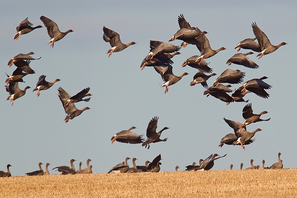 Pink footed Geese take off. Oct. '19.