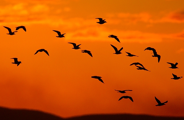 Sunset silhouetted Gulls. Oct. '19.