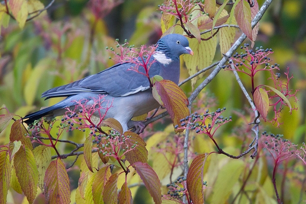 Wood Pigeon in tree. Nov. '19.