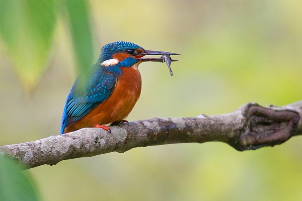 Female Kingfisher with fish,thru leaves 4. Nov. '19.