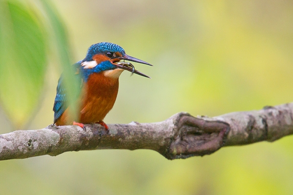 Female Kingfisher with fish,thru leaves 3. Nov. '19.