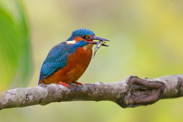 Female Kingfisher with fish,thru leaves 2. Nov. '19.