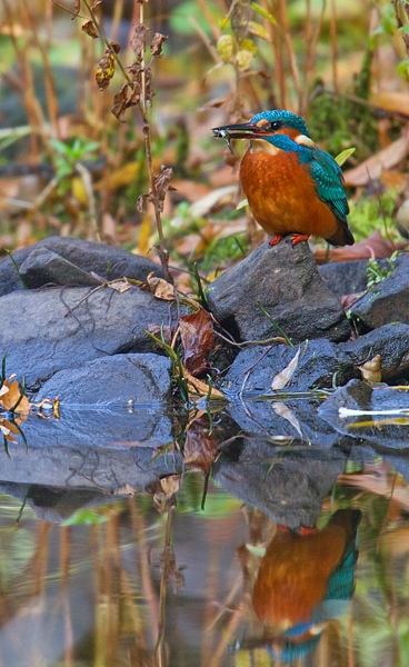 Female Kingfisher with fish and reflection 2. Nov. '19.