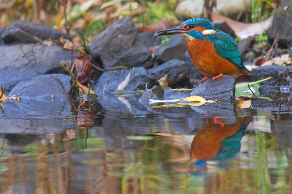 Female Kingfisher with fish and reflection 1. Nov. '19.