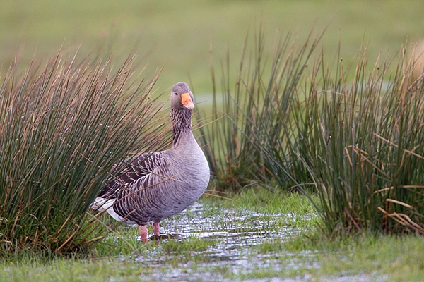 Greylag Goose in a puddle. Mar '20.