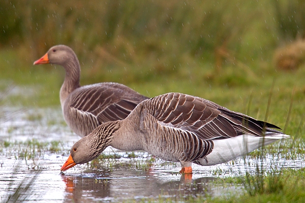 2 Greylag Geese in a puddle,in the rain. Mar '20.