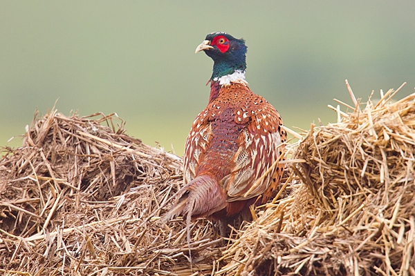 Cock Pheasant in straw heap. July. '20.