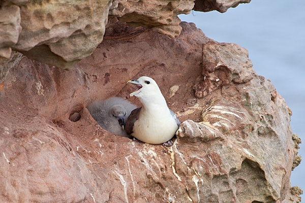 Fulmar and chick on nest. Aug. '20.