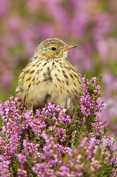 Meadow Pipit in heather 2. Aug. '20.