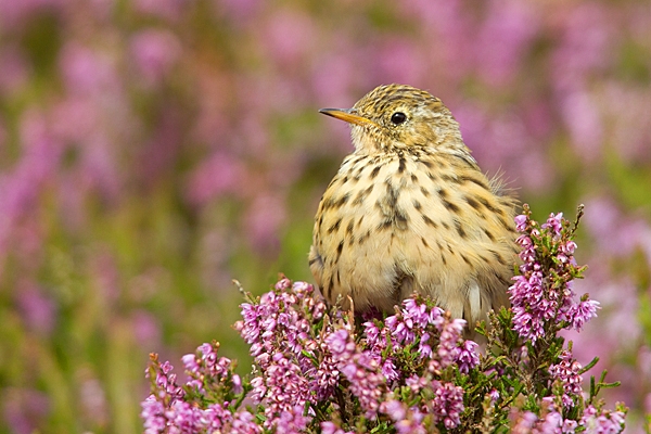 Meadow Pipit in heather. Aug. '20.