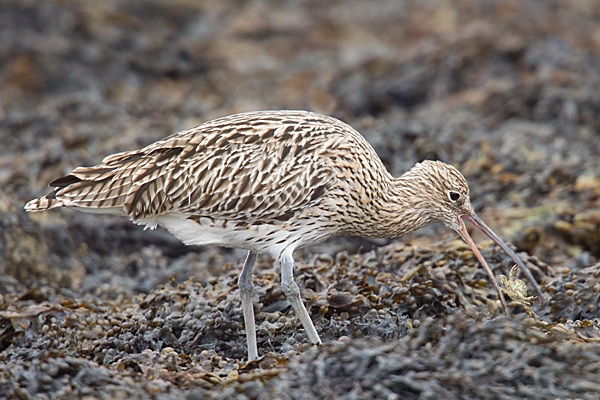 Curlew with crab. Sept. '20.