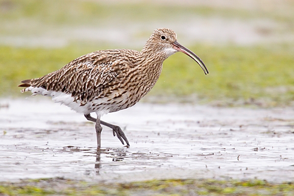 Curlew in tidal pool. Sept. '20.