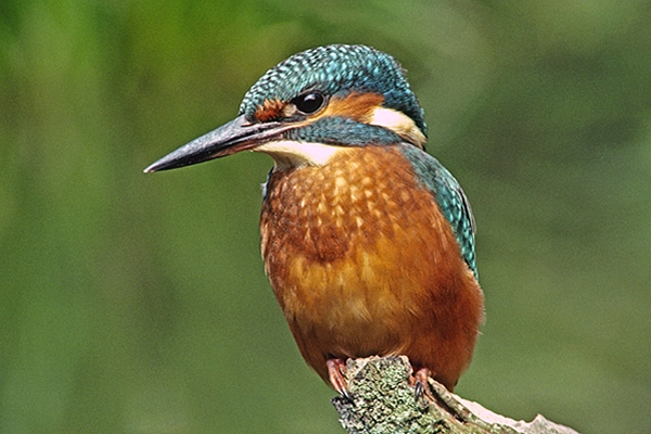 Female Kingfisher.