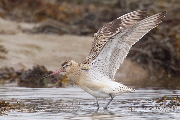 Bar tailed Godwit wings upstretching. Sept. '20.