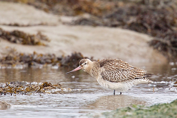 Bar tailed Godwit fluffing out. Sept. '20.